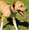 Flip - ADOPTED 12.09.09
