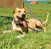 Flip - ADOPTED 12.09.09
