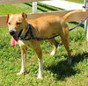 Flip - ADOPTED 12.09.09