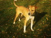 Flip - ADOPTED 12.09.09