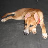 Suzanna - ADOPTED 10.07.09