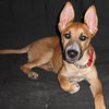 Suzanna - ADOPTED 10.07.09