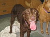 Thunder - ADOPTED 09.19.09