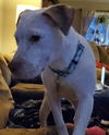 Coconut - ADOPTED 04.26.22