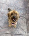 Pippin