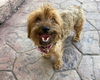 Pippin
