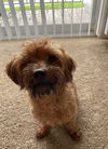 Pippin