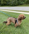 Pippin