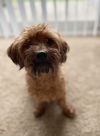 Pippin