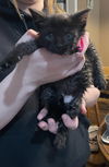 Wd Litter Blackie - ADOPTED 04.30.22