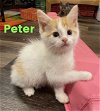 Xd Litter Peter - ADOPTED 05.31.22