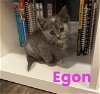 Xd Litter Egon - ADOPTED 05.28.22