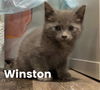 Xd Litter Winston - ADOPTED 04.23.22