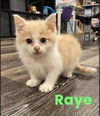 Xd Litter Raye - ADOPTED 04.23.22