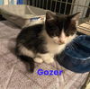 Xd Litter Gozer - ADOPTED 04.23.22