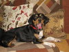 Tina - ADOPTED 10.08.09