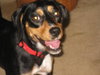 Tina - ADOPTED 10.08.09