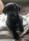 Eu Litter Pansy - ADOPTED 06.01.22