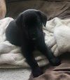 Eu Litter Pansy - ADOPTED 06.01.22