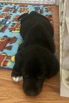 Eu Litter Tadpole - ADOPTED 05.23.22