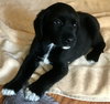 Eu Litter Tadpole - ADOPTED 05.23.22