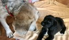 Eu Litter Tadpole - ADOPTED 05.23.22