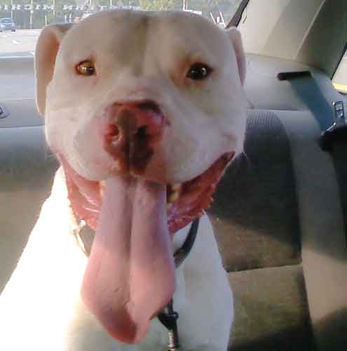 Motown - ADOPTED 04.15.10