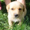 Kyuu - ADOPTED 11.05.09