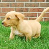 Kyuu - ADOPTED 11.05.09