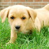 Kyuu - ADOPTED 11.05.09