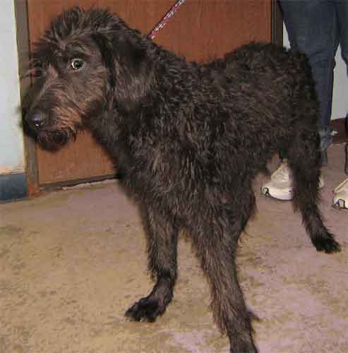 Ziva - ADOPTED 10.09.09