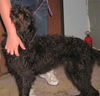 Ziva - ADOPTED 10.09.09