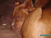 Morgan - ADOPTED 08.16.10
