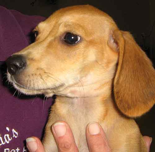 Monet - ADOPTED 10.08.09