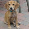 Monet - ADOPTED 10.08.09