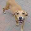 Monet - ADOPTED 10.08.09
