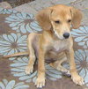 Monet - ADOPTED 10.08.09
