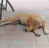 Monet - ADOPTED 10.08.09