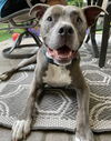 Capone ♥ - ADOPTED 09.09.22