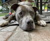 Capone ♥ - ADOPTED 09.09.22