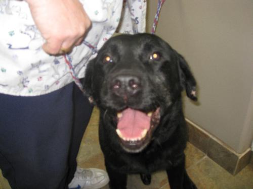 Dozer - ADOPTED
