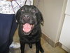 Dozer - ADOPTED