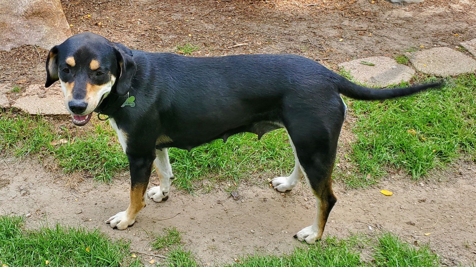 Dog for Adoption - Roxie - ADOPTED 08.14.22, a Hound in Seville, OH ...