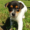 Quince - ADOPTED 10.08.09