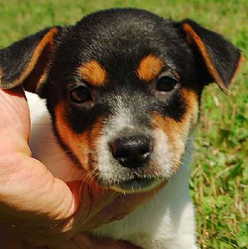 Quince - ADOPTED 10.08.09