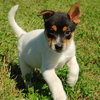 Quince - ADOPTED 10.08.09