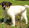 Quince - ADOPTED 10.08.09