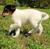 Quince - ADOPTED 10.08.09