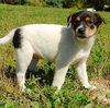 Quince - ADOPTED 10.08.09