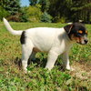 Quince - ADOPTED 10.08.09